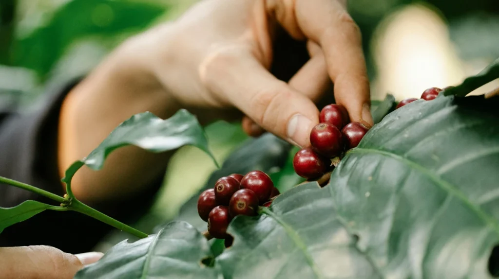 Programa Técnico Laboral en Trabajador Agrícola en Café - Inesur - Formación en producción y manejo sostenible del cultivo de café