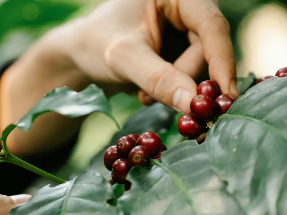 Programa Técnico Laboral en Trabajador Agrícola en Café - Inesur - Formación en producción y manejo sostenible del cultivo de café